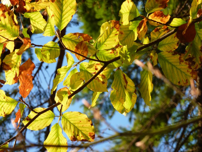 Buchen Herbstlaub
