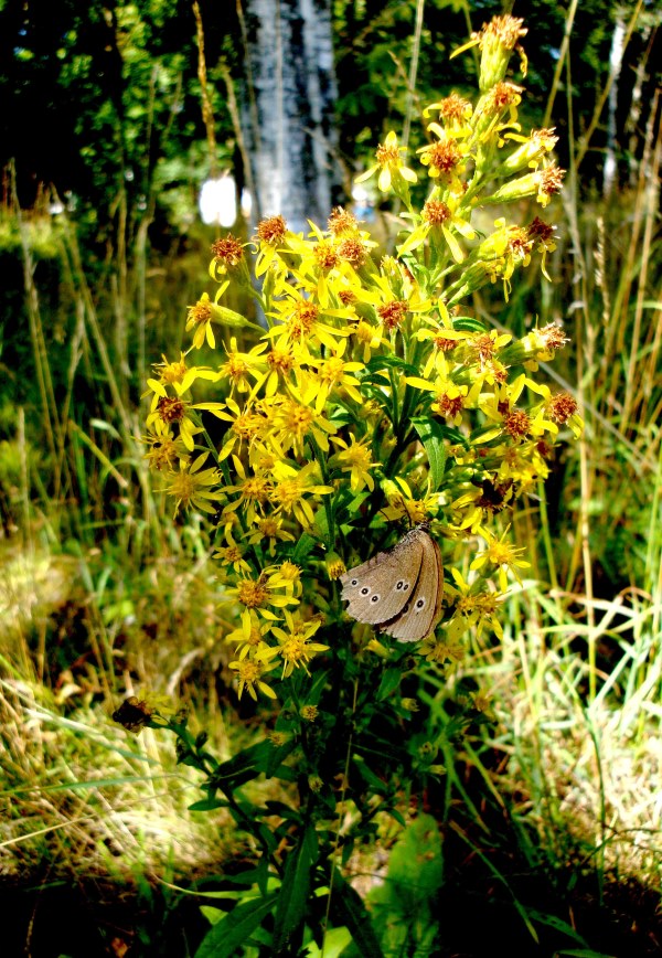 Gewöhnliche Goldrute