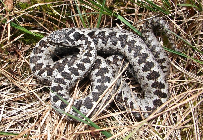 Kreuzotter Männchen